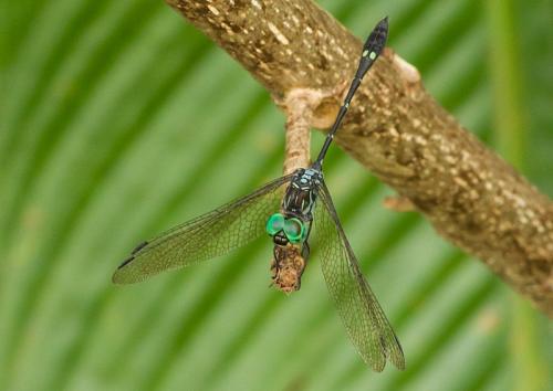 Micrathyria sp.
